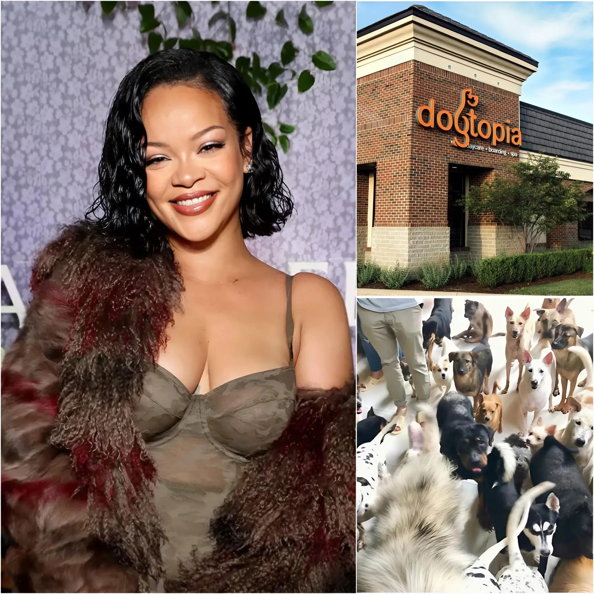 Cover Image for Rihanna calls it “Dogtopia” — a 15-acre facility being built near Barbados, with a $5 million investment from her. It’s not just a shelter, but a healing center for dogs who have been abused, abandoned, or traumatized. “We have training camps, water parks, 24/7 veterinary care — but most of all, we have love.” Rihanna shares that dogs are more than just pets — they’re family. She hopes Dogtopia will become a national model and inspire other athletes to take action.