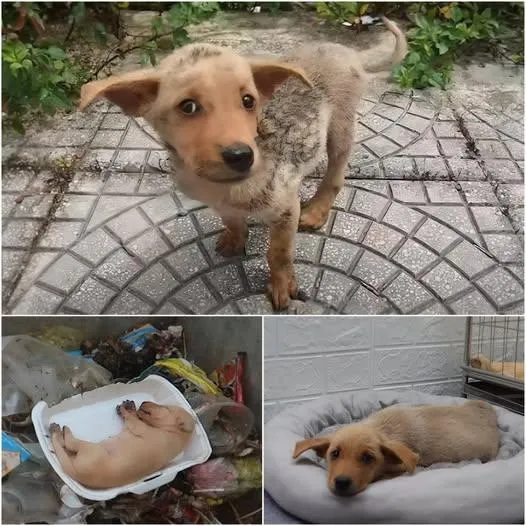 Cover Image for 😭 Un cucciolo affamato crolla per la stanchezza, poi uno sconosciuto cambia tutto
