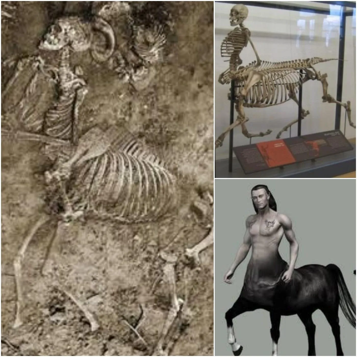 Cover Image for Les archéologues du centre de la Grèce auraient découvert un squelette hybride stupéfiant : un corps humain parfaitement fusionné avec des membres équins, suscitant un débat mondial entre science et légende. Les tests ADN et les scans 3D ont été révélés, avec des résultats dépassant l’imagination humaine 👇.