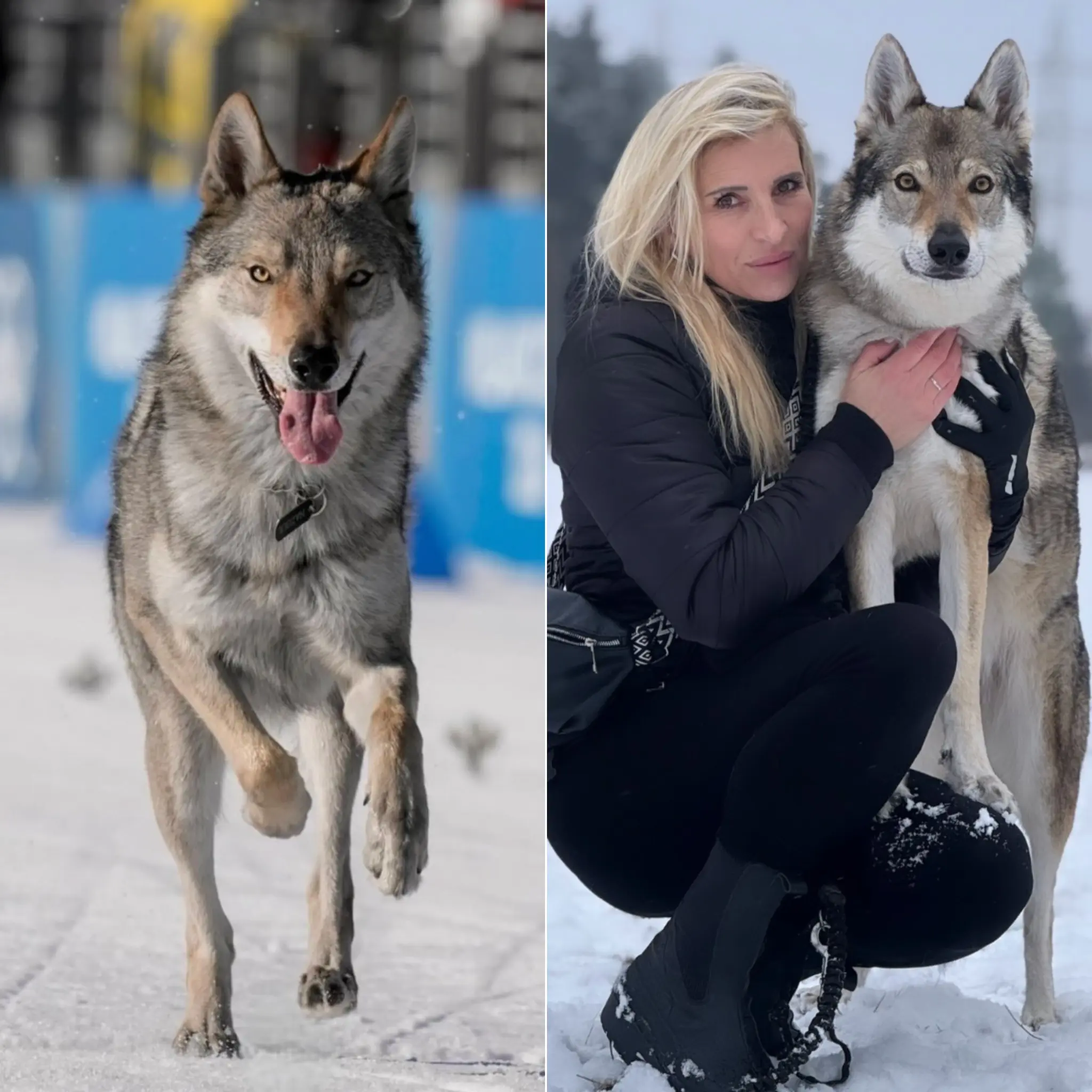 Cover Image for 🔥Nazgul escaped his kennel, nudged his way to freedom, and stormed the women’s team sprint like he was born for the spotlight. Fans first thought a real wolf had invaded the course as the powerful animal tore down the finishing straight in a surreal, almost cinematic chase. Meanwhile, his panicked owners could only watch the viral clips roll in, trapped miles away as their beloved “wolf” became the Games’ most unexpected star…. See details